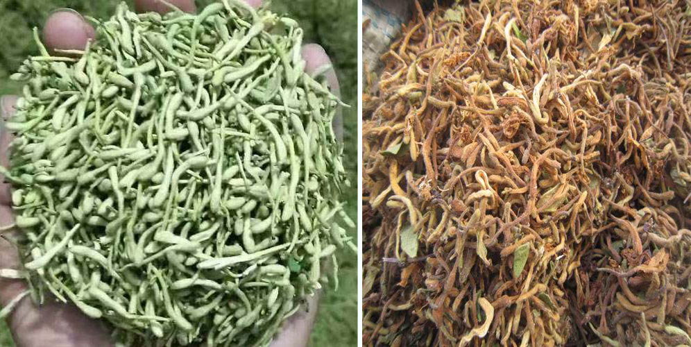 烘干金銀花畝產(chǎn)利潤多少？專業(yè)廠家詳解真實利潤