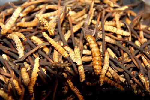 蟲(chóng)草可以放微波爐烘干嗎? 蟲(chóng)草可以放微波爐烘干嗎?