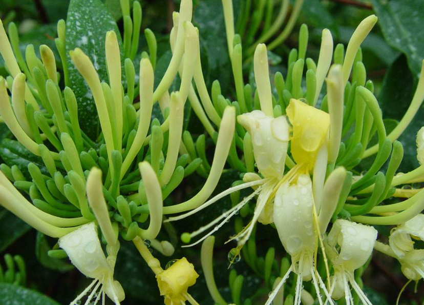 怎么避免金銀花烘干發黑?烘干廠家教你五招「不發黑」 怎么避免金銀花烘干發黑?烘干廠家教你五招「不發黑」