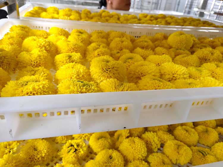 正旭空氣能熱泵烘干機菊花茶烘干機金絲皇菊茶熱泵烘干機項目案例實拍圖片 正旭空氣能熱泵烘干機菊花茶烘干機金絲皇菊茶熱泵烘干機項目案例實拍圖片